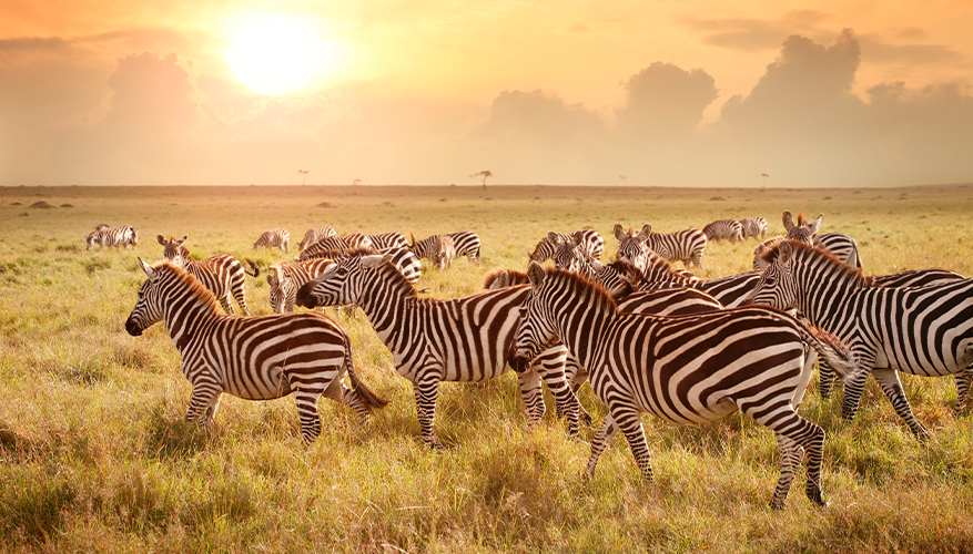 Zebras, Uganda